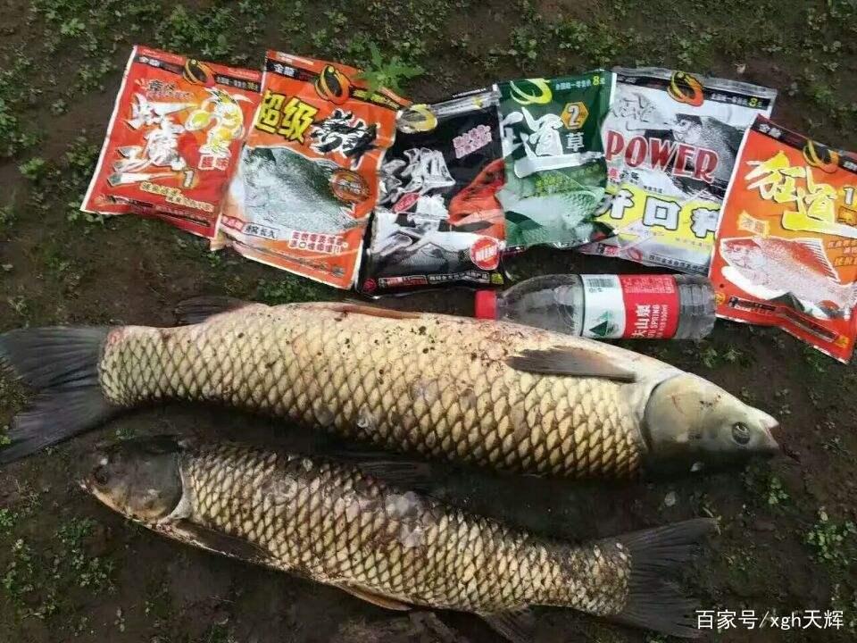 如何在各種釣場-釣草魚