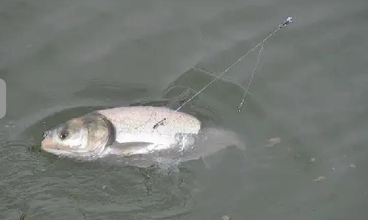 夏季手竿釣鰱鳙，這幾個釣法“殺傷力”最大，鰱鳙爆護你也行