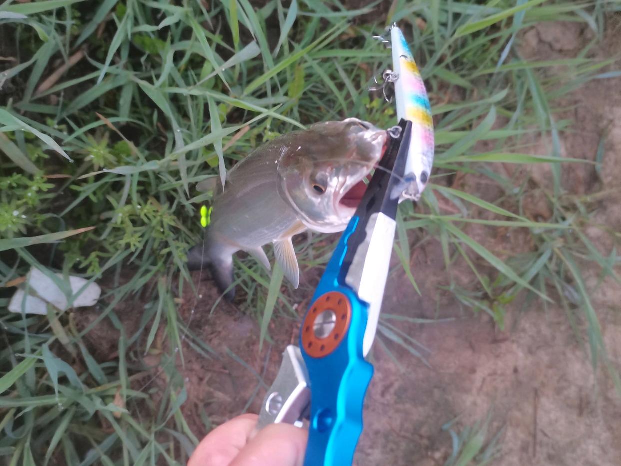 鱤魚怎么釣？什么時段最好釣？用什么餌？一次講個明白