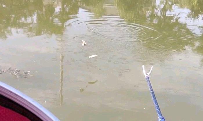 新手釣魚小技巧，經驗分享！