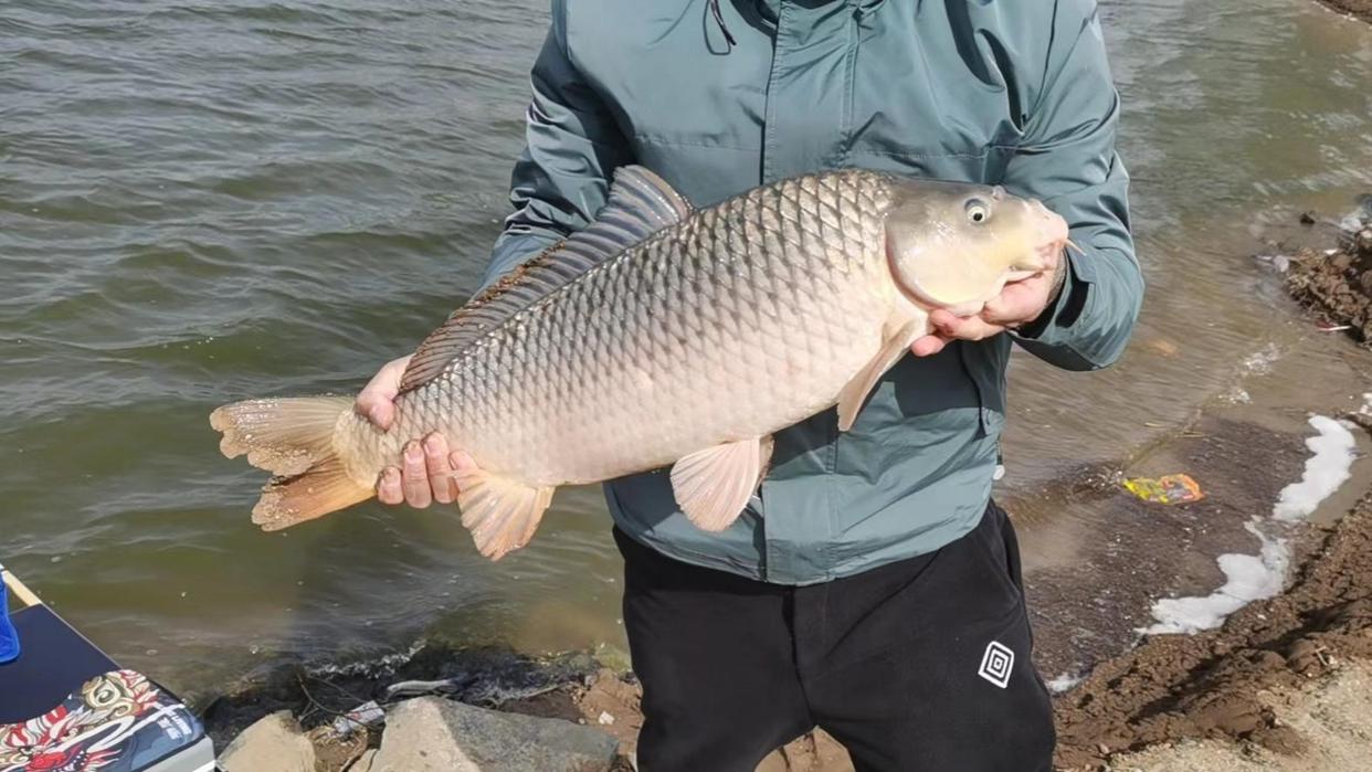 夏季野釣大鯉魚全攻略，用此法釣大鯉魚連竿上魚是有保障的