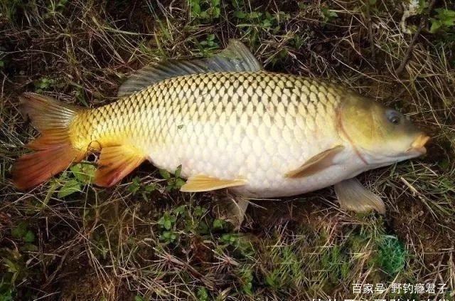 我們在野釣如何作釣鯉魚