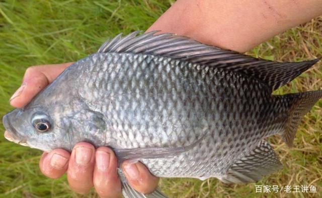 夏季垂釣羅非魚時，出釣前掌握這些知識，對提升收獲幫助很大