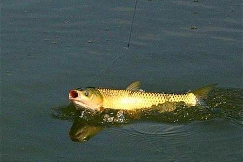 垂釣草魚，選對釣魚方法，不愁魚兒不上鉤