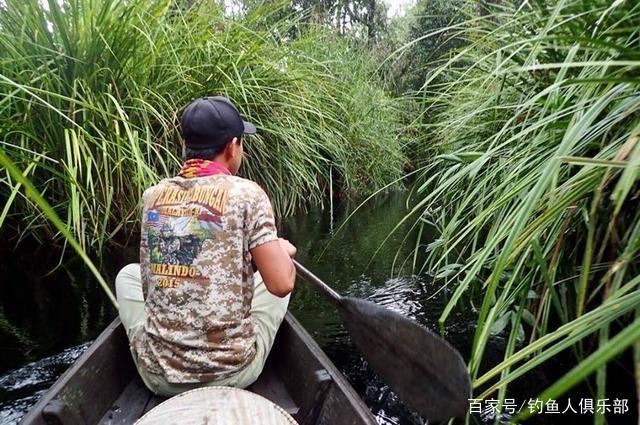 中國路亞釣魚人遠征蘇門答臘，前去消滅泛濫成災的金線多曼魚