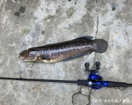 新手路亞釣黑魚必學這四招，解析路亞釣黑魚的四大入門技巧