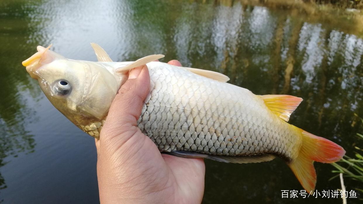 臺釣｜野釣鯉魚，抓住它的這幾個習性，這樣調漂作釣，有口必中