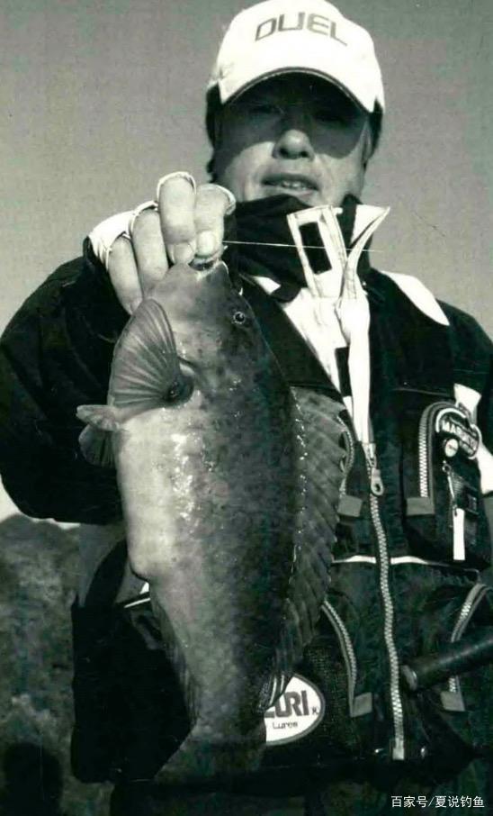「日本專業磯釣書籍」圓尾絢鸚嘴魚特殊釣組釣法