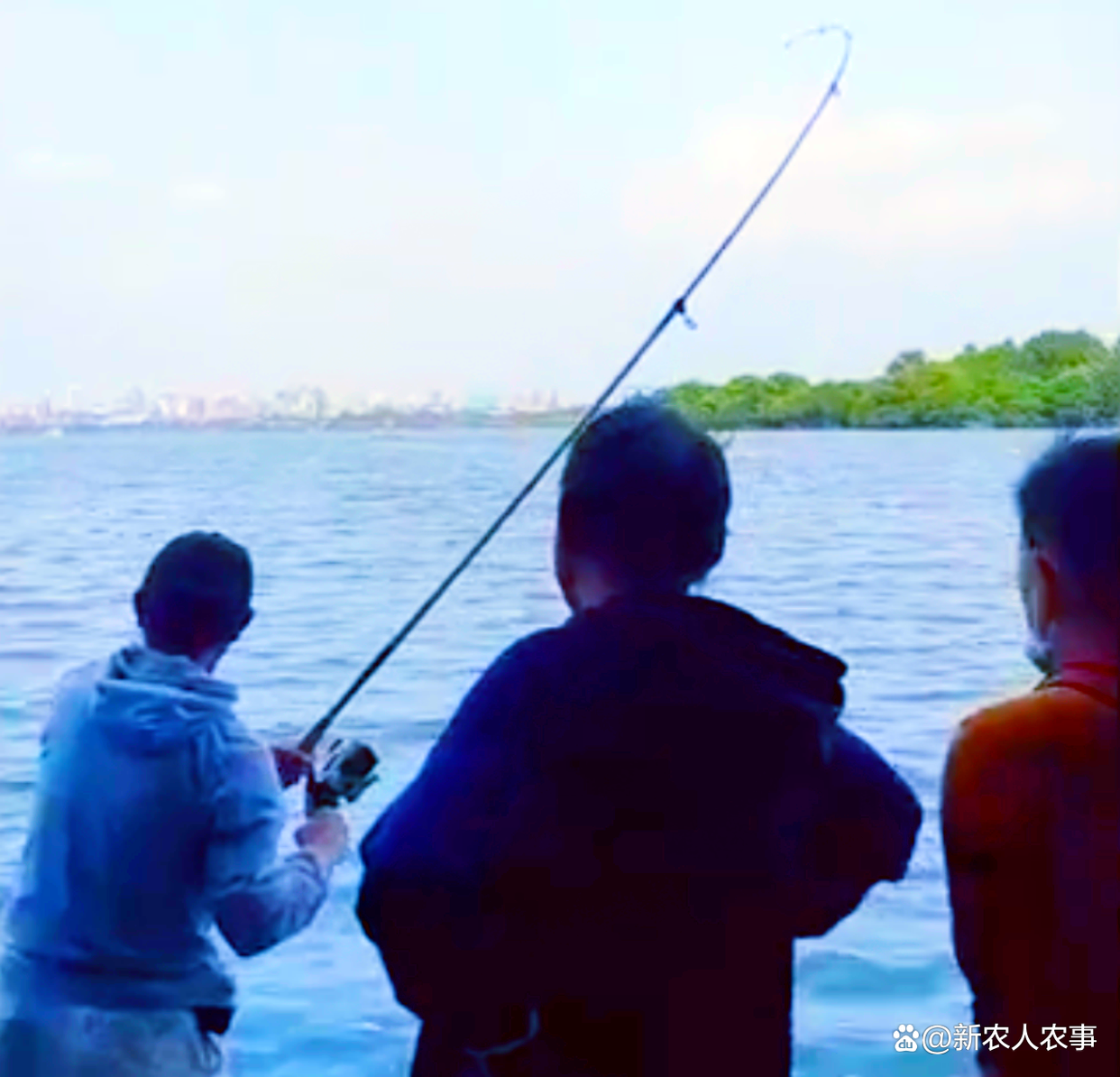 大爺在西湖蘇堤釣獲大青魚，三人抬著匆匆離去，網友猜測沒釣魚證