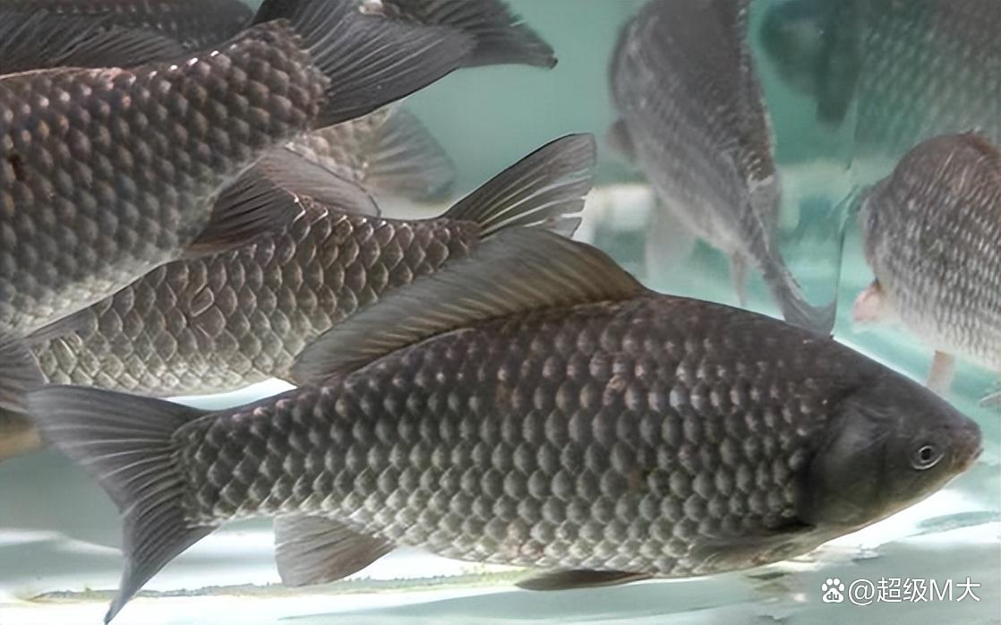 還有釣友不知道秋冬怎么野釣鯽魚，快來看一看野釣鯽魚的小妙招吧