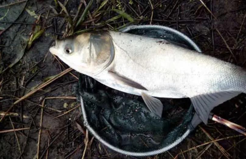 水庫浮釣鰱鳙，如何誘魚很關鍵！窩子做好了“爆護”更容易