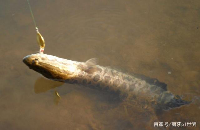 夏季黑魚很好釣，只要掌握這幾點，大黑魚一釣一個準！