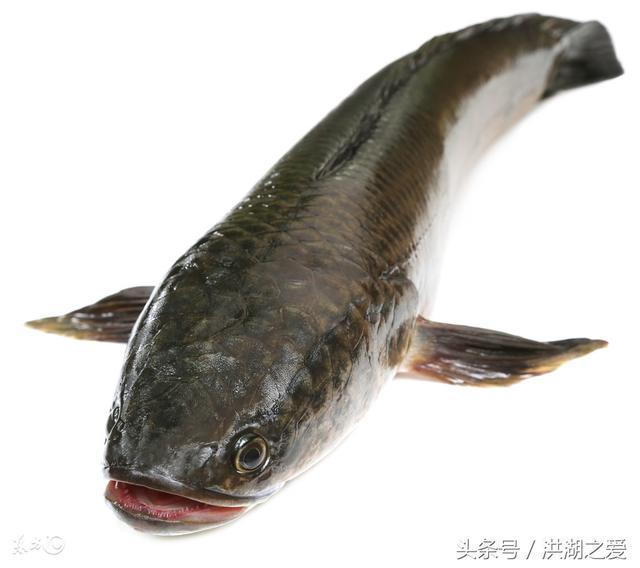 黑魚的3種釣法，讓您輕松釣黑魚