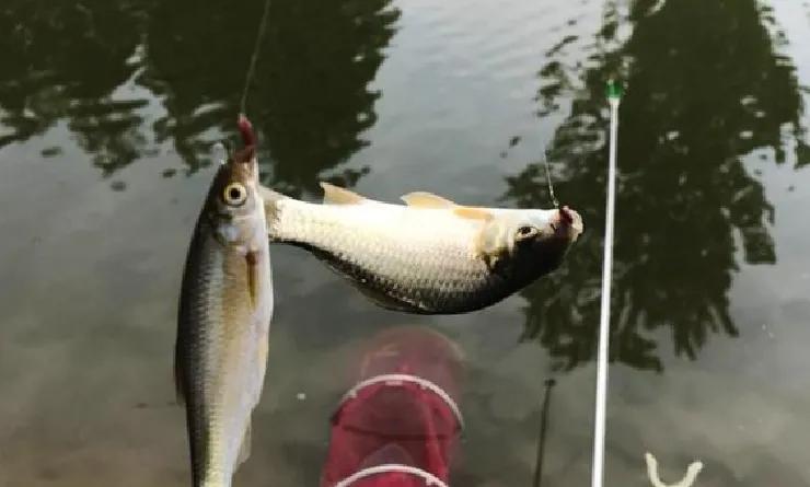 清明時節野釣，只要找到這些“關鍵”釣點，漁獲一定不會差