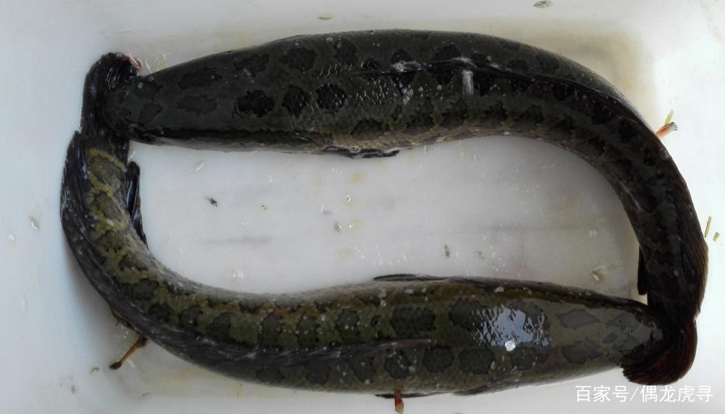 夏季黑魚應該怎么釣？學會這些小技巧，讓你輕松釣獲！