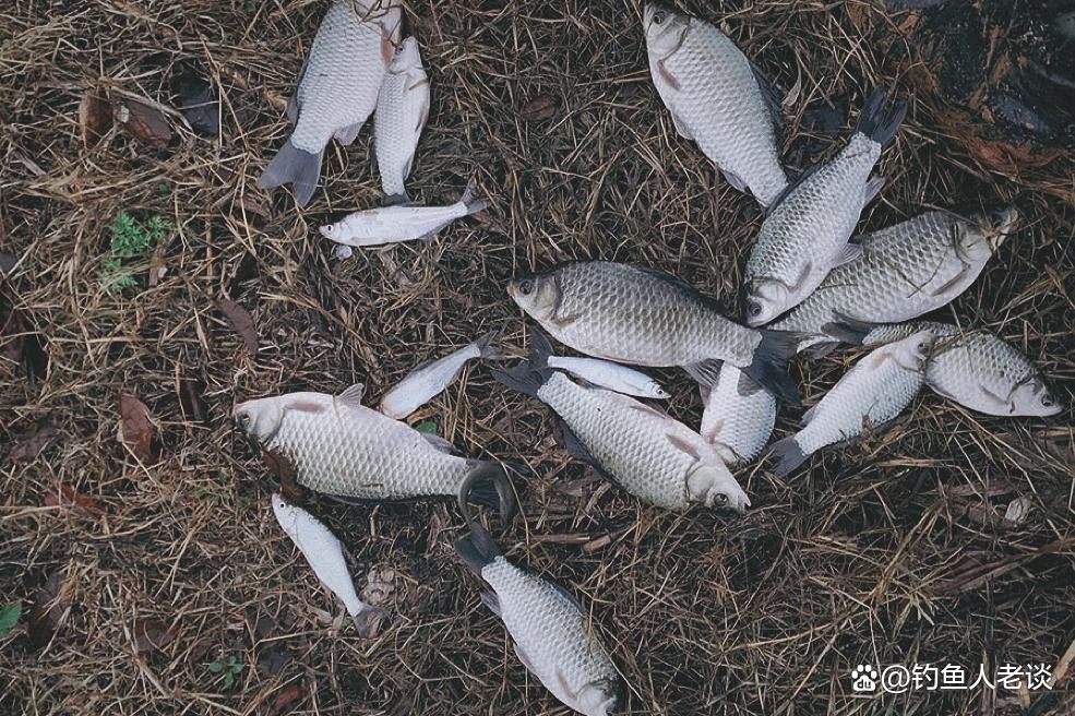 30年春季野釣鯽魚經驗分享，掌握以下5個小技巧，爆護很容易