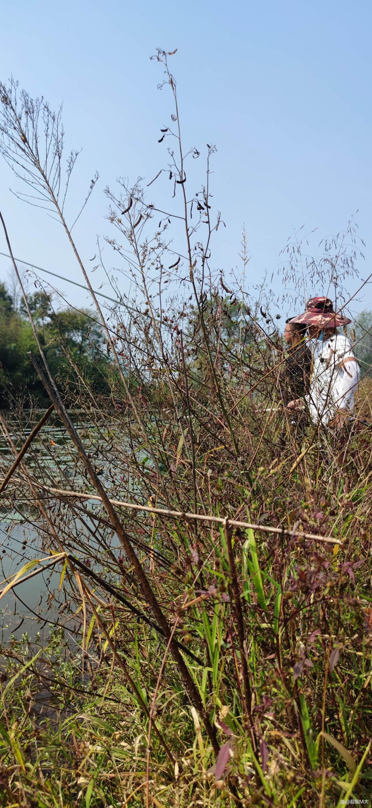 秋冬野釣鯽魚要選障礙物多的水面才能釣得好