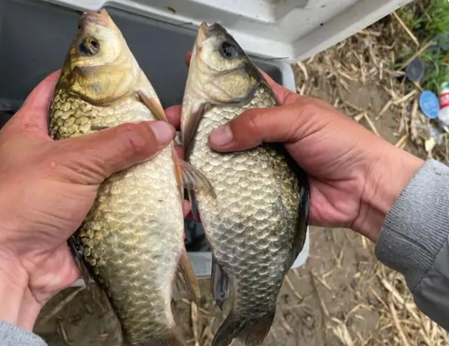 冬季無魚可釣？學學釣鯽魚的竅門，冬釣大板鯽比釣鯉魚更過癮