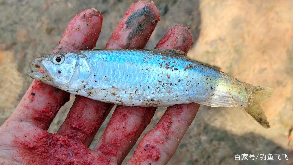 馬口魚只能路亞釣？那就錯了，用對方法和技巧，手竿連桿不是夢