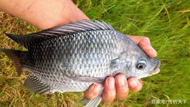 釣羅非如何“避小魚釣大魚”？看看這幾招有用沒