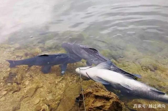 青魚其實不難釣，只要記住這幾個技巧，再大的青魚也能拉上來
