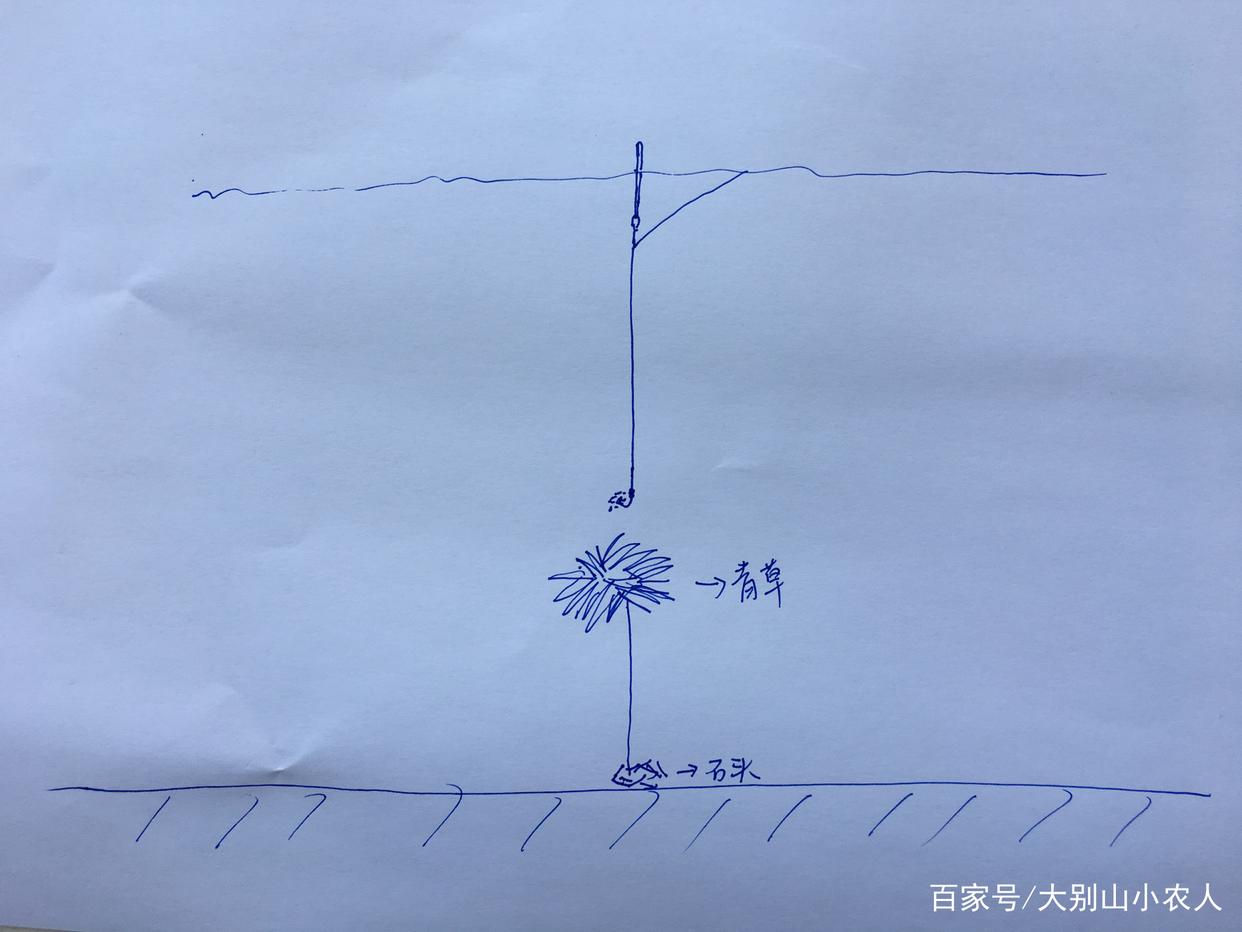 夏天來了，草魚怎么釣？這3種方法，助你釣草魚時露一手