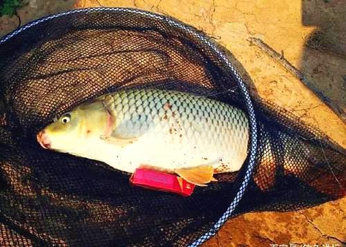 野釣鯉魚，一定要遵循鯉魚的習性才能有口必中魚