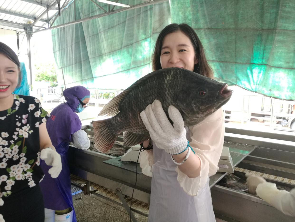 野釣羅非魚的秘籍！5大釣點，4大釣法，線組這么選擇！建議收藏