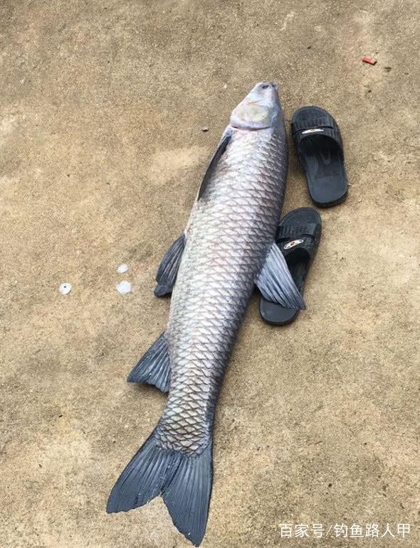 水庫的大青魚很難釣？用上老釣友的這4招，青魚就特別好釣了