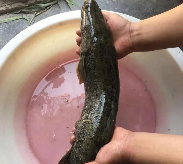釣黑魚時晚上下鉤，早上收，用什么誘餌比較好？