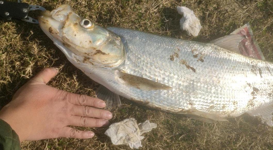 廣東一男子釣獲米翹，找旁邊路亞釣友借控魚器，網友：不怕挨打？