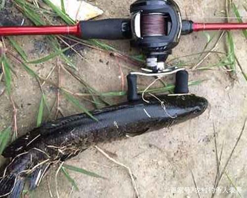 新手路亞釣黑魚必學這四招，解析路亞釣黑魚的四大入門技巧