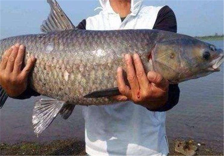 在夏季釣青魚的時候，你需要知道這幾個釣青魚的好辦法