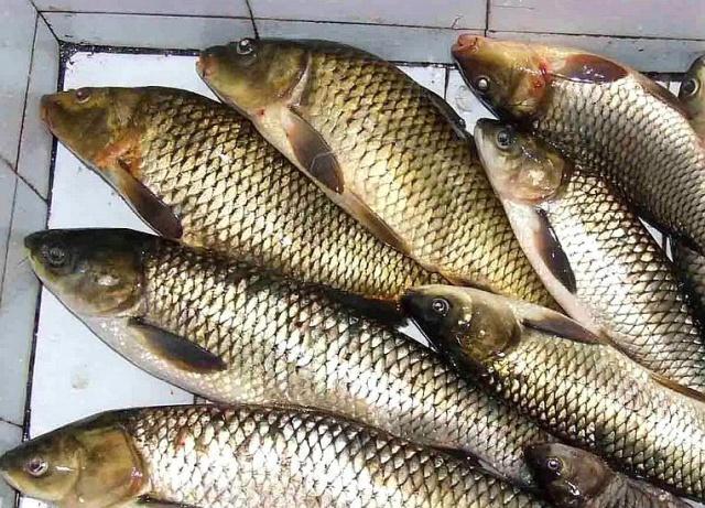 青魚的生活習性，釣法與遛魚