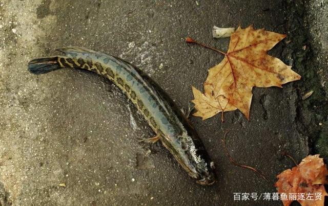 野外如何垂釣黑魚？掌握這些技巧后，漁獲會相對容易很多