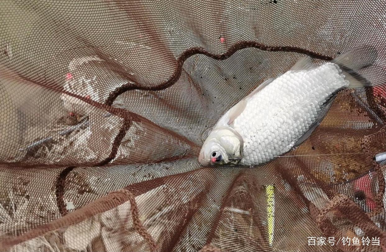 怎樣冬釣鯽魚？釣點和打窩才是關鍵！別學劉志強野釣漁獲都不錯