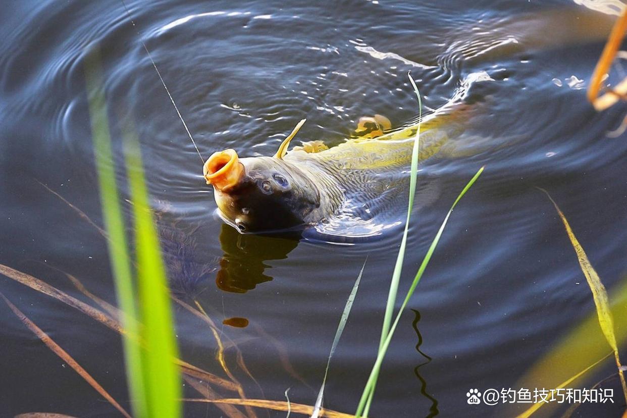 春季野釣大鯉魚，窩料和釣餌的最佳組合，大幅提高大鯉魚的咬鉤率