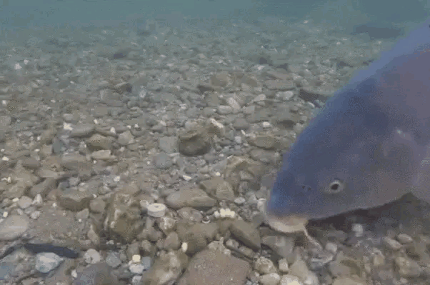 春季釣鯉魚很簡單，只需學會這三招，讀懂不空軍