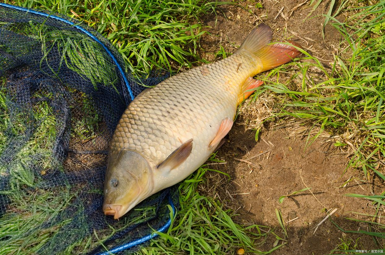 春季溫度持續升高？不好釣鯉魚，那是因為你沒掌握以下方法