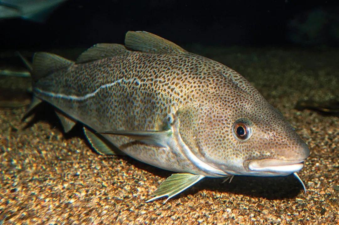 「魚釣頻道」船釣 Cod 鱈魚｜葡萄牙站