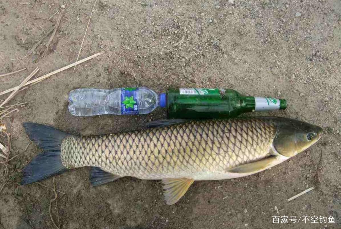 全水域釣草魚攻略，看過就會，沒有比草魚更好釣的魚了