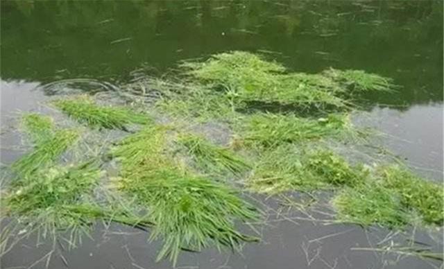 草魚應該釣浮還是釣底？釣草魚選水層的4個要點，簡單實用效果好