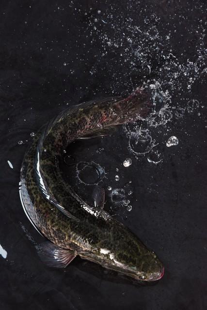 釣“黑魚”經驗和技巧，科學的餌料自制方法