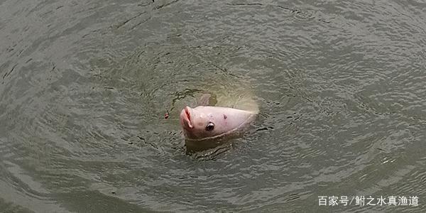 “釣黑坑羅非”想上岸，做好這些就夠了！新手老手必看！