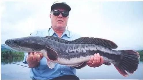 黑魚怎么釣？知道魚口好的時間就不難