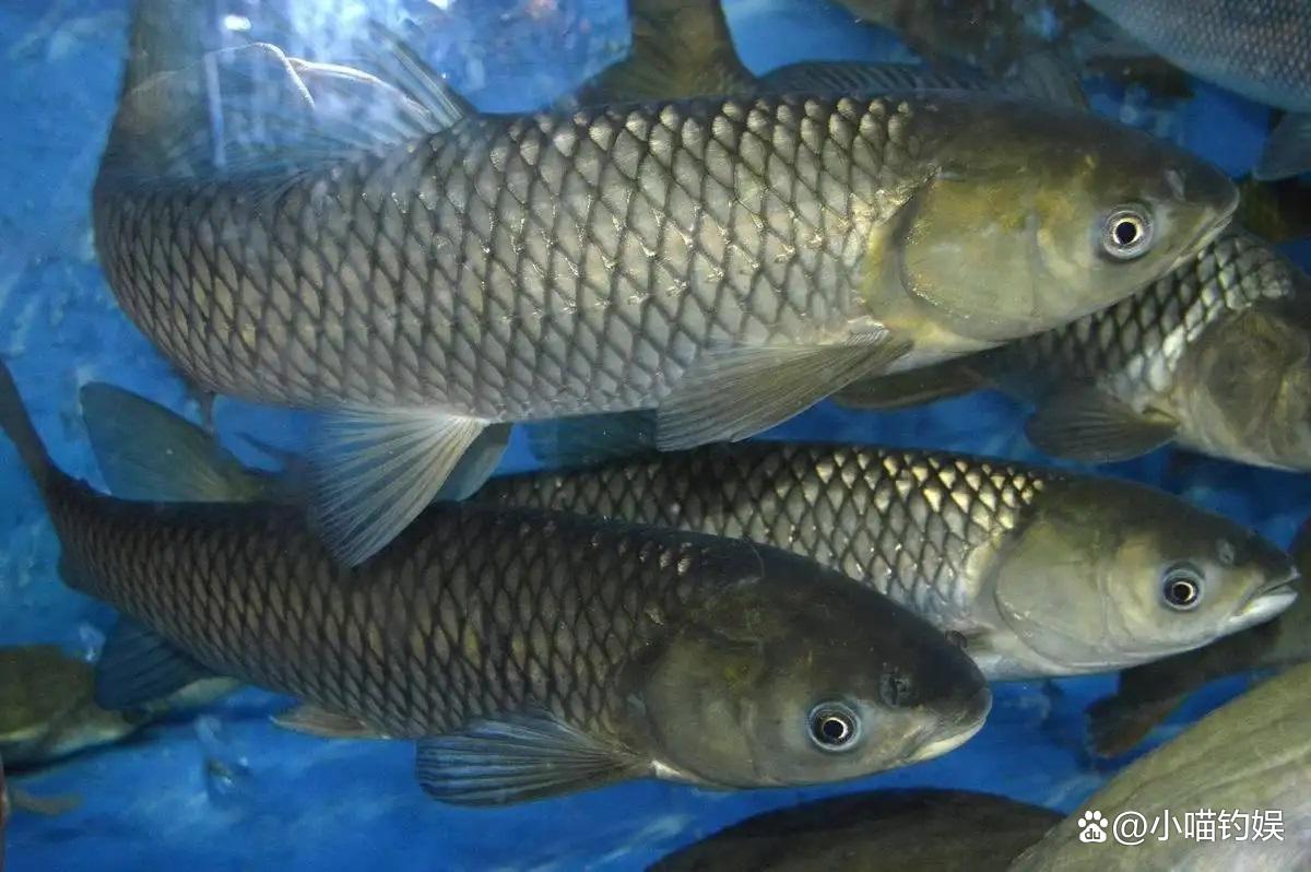 釣魚人認為最好釣的6種魚，你都釣到過幾種？