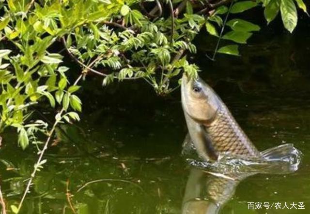 野釣草魚的方法和技巧