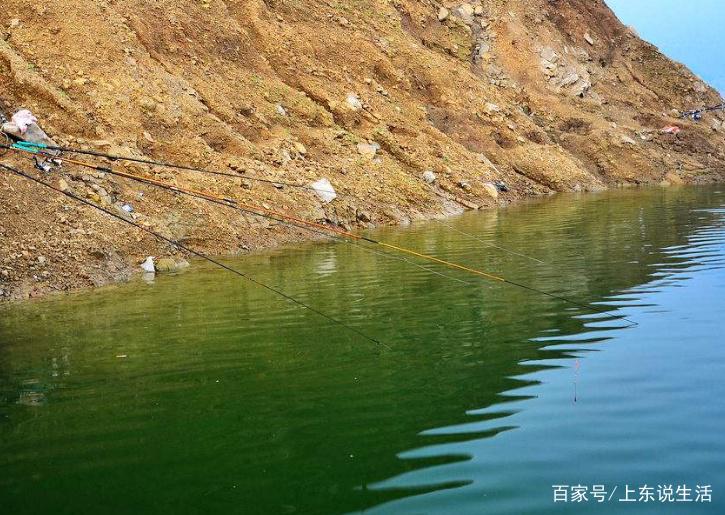 夏季野外垂釣羅非魚，這些知識你需要知道，讓你一釣一個準