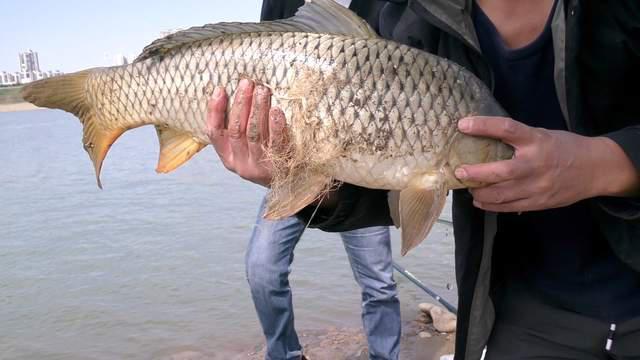 深秋野釣鯉魚全攻略，大鯉魚概率變高，位置最重要