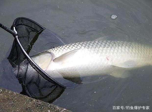 釣草魚的方法和技巧（高手推薦）